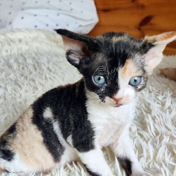 Devon Rex NOV Leya
