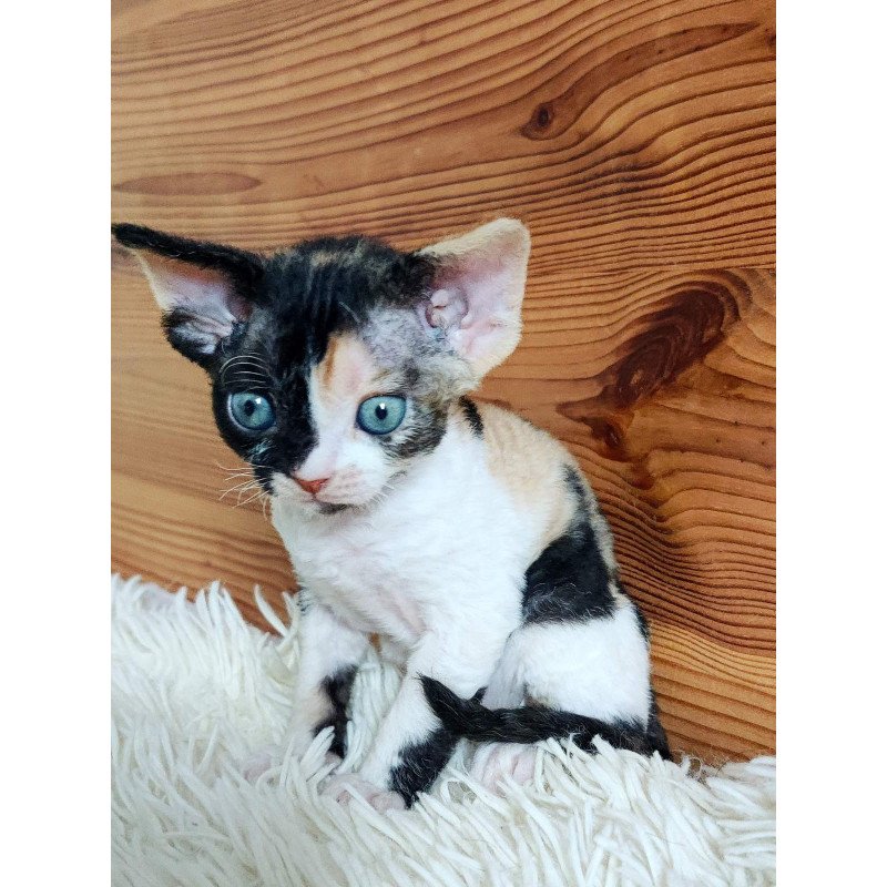 Devon Rex NOV Leya