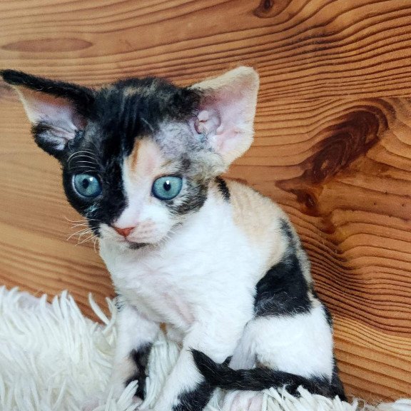 Devon Rex NOV Leya