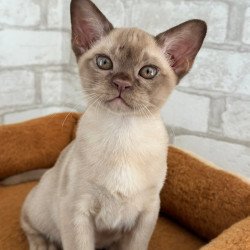 Burmese Umka