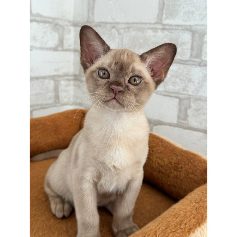 Burmese Umka