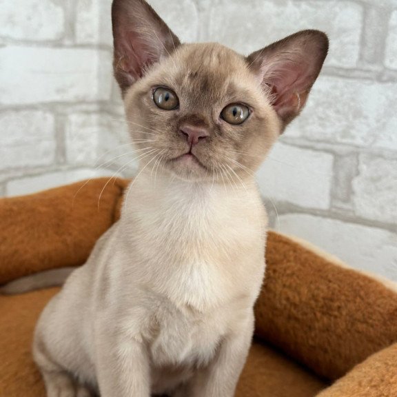 Burmese Umka