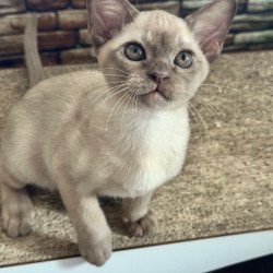 Burmese Umka