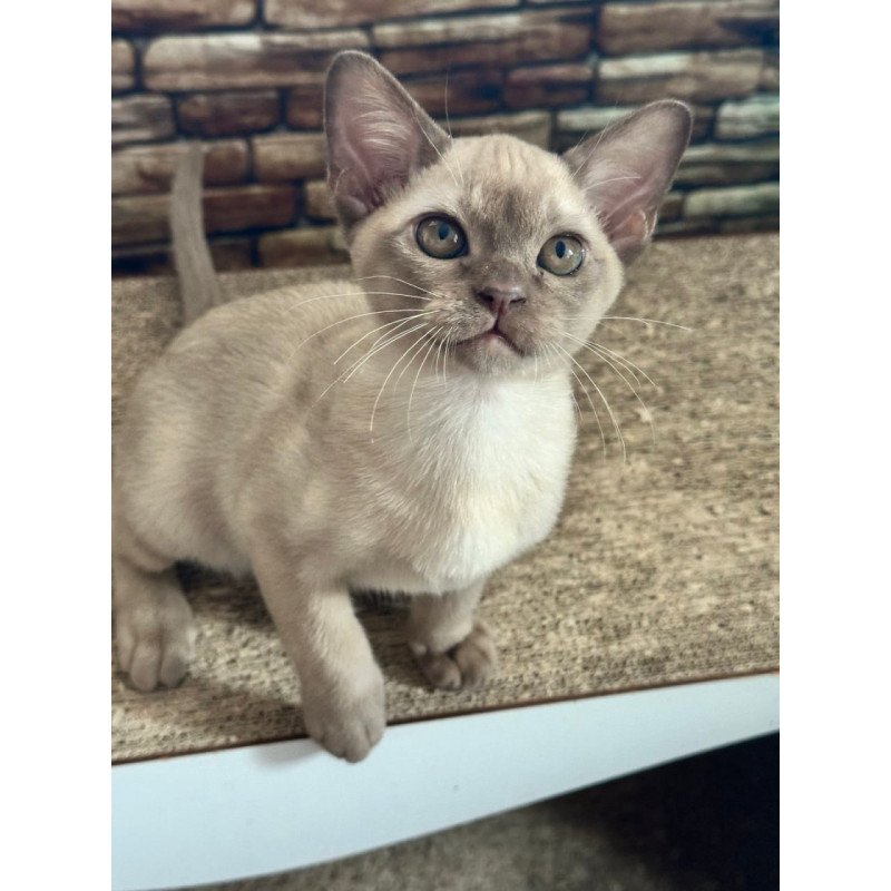 Burmese Umka