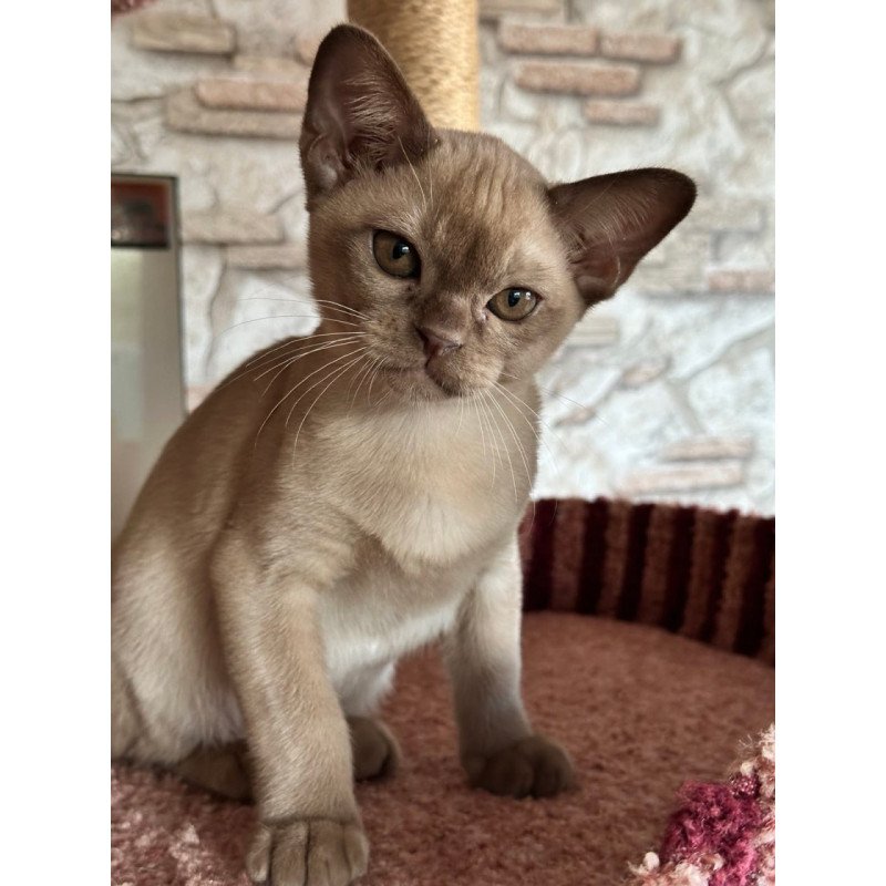 Burmese Umka
