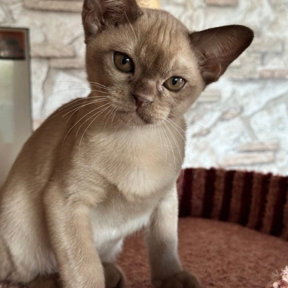 Burmese Umka
