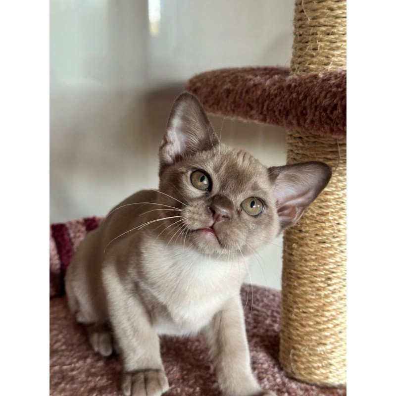Burmese Umka