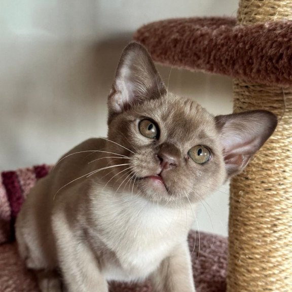 Burmese Umka