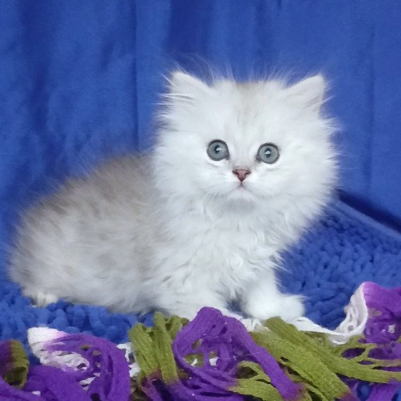 British Marsel