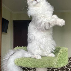 Maine Coon A Cecilia