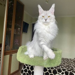 Maine Coon A Cecilia