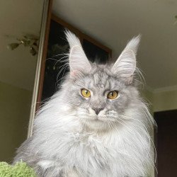 Maine Coon AP Hillary