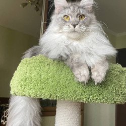Maine Coon AP Hillary