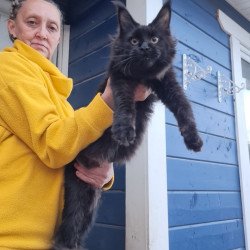 Maine Coon AP Chanel