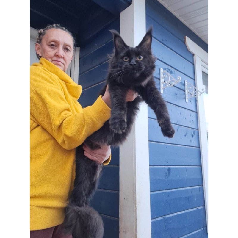 Maine Coon AP Chanel