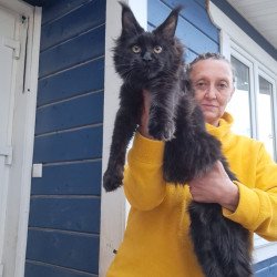 Maine Coon AP Chanel