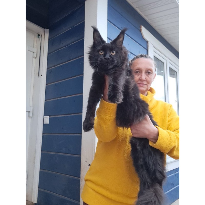 Maine Coon AP Chanel