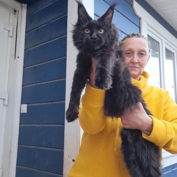 Maine Coon AP Chanel