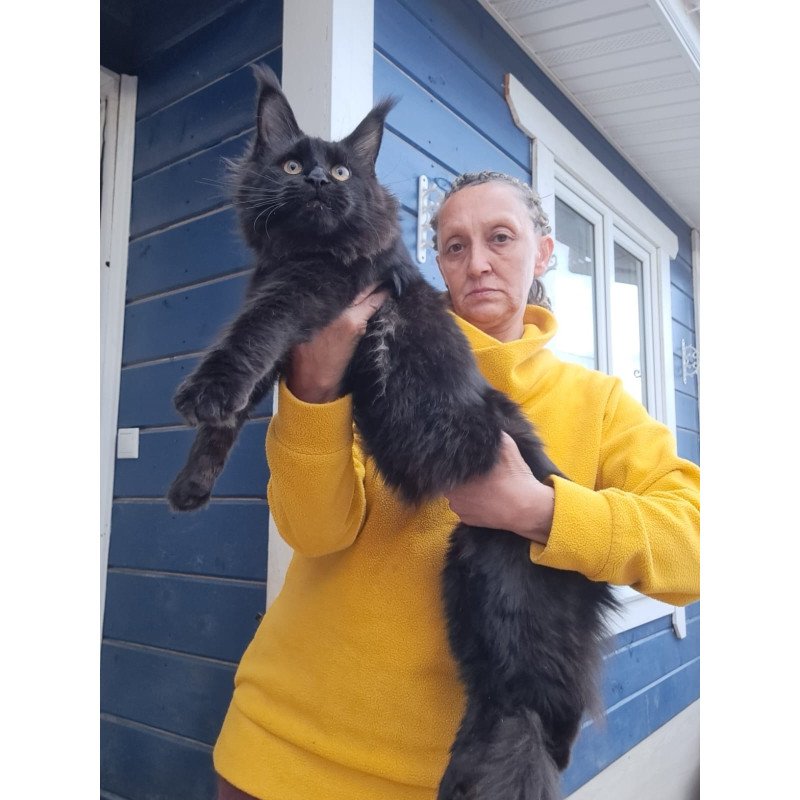 Maine Coon AP Chanel