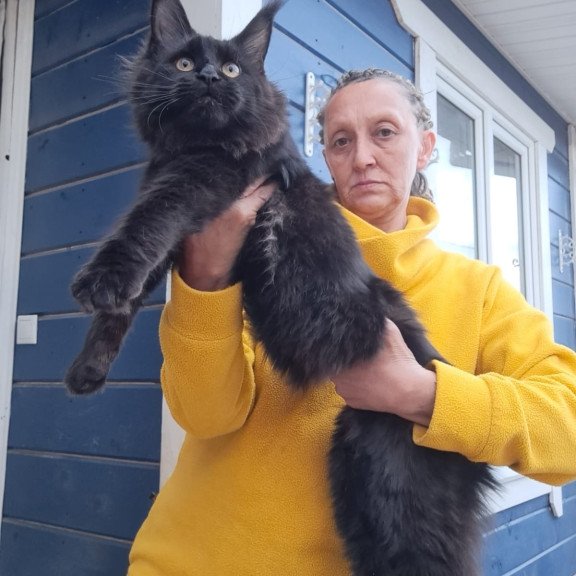 Maine Coon AP Chanel
