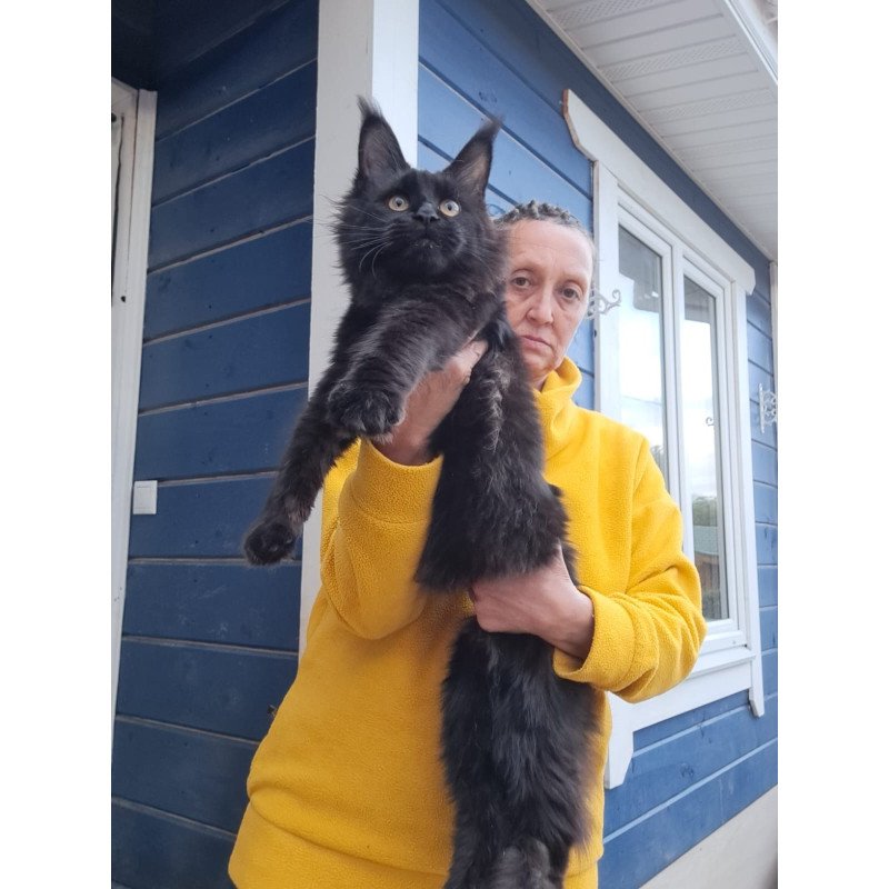 Maine Coon AP Chanel
