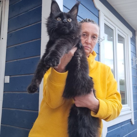 Maine Coon AP Chanel