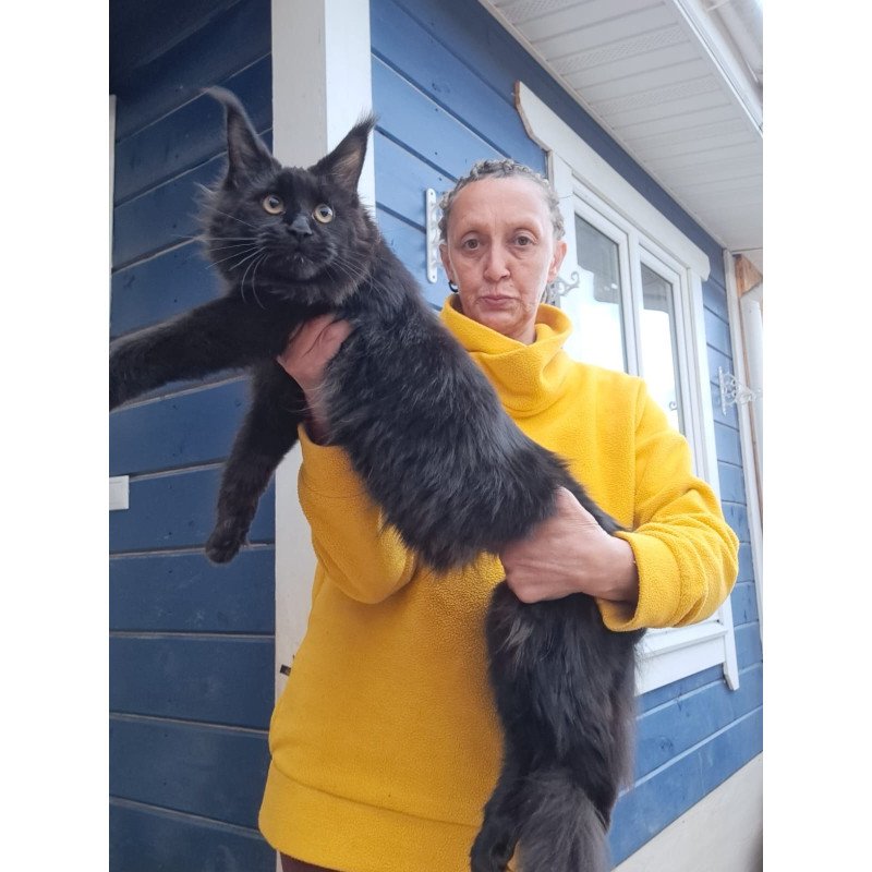 Maine Coon AP Chanel