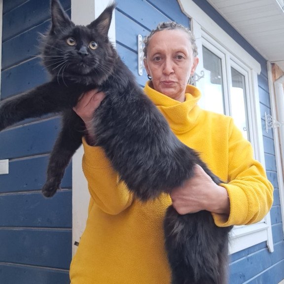Maine Coon AP Chanel