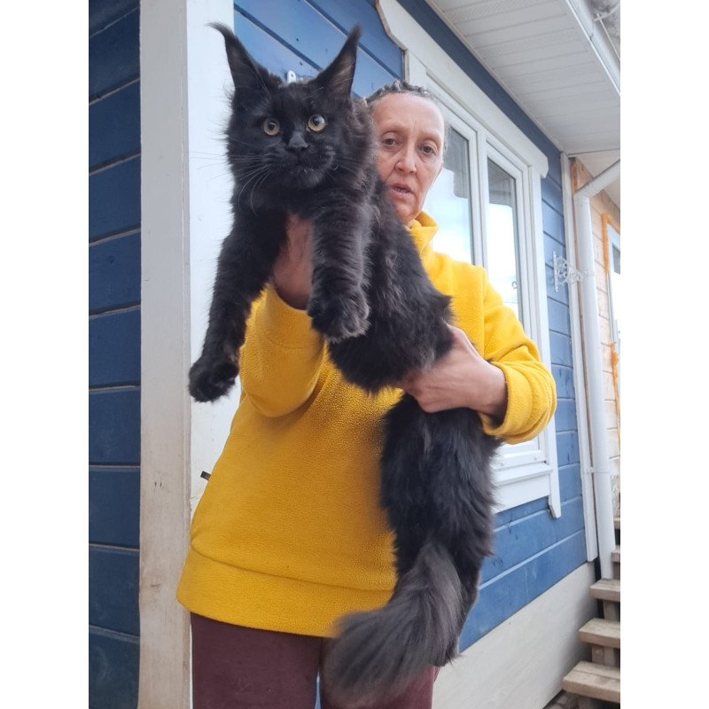 Maine Coon AP Chanel