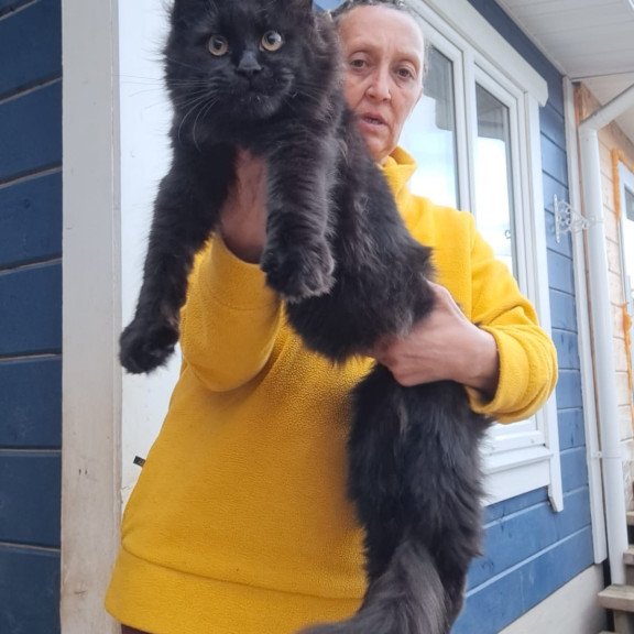 Maine Coon AP Chanel