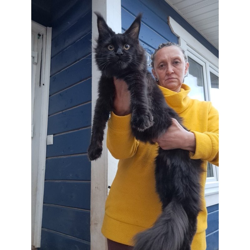 Maine Coon AP Chanel