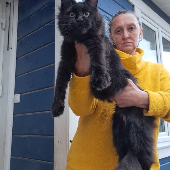 Maine Coon AP Chanel