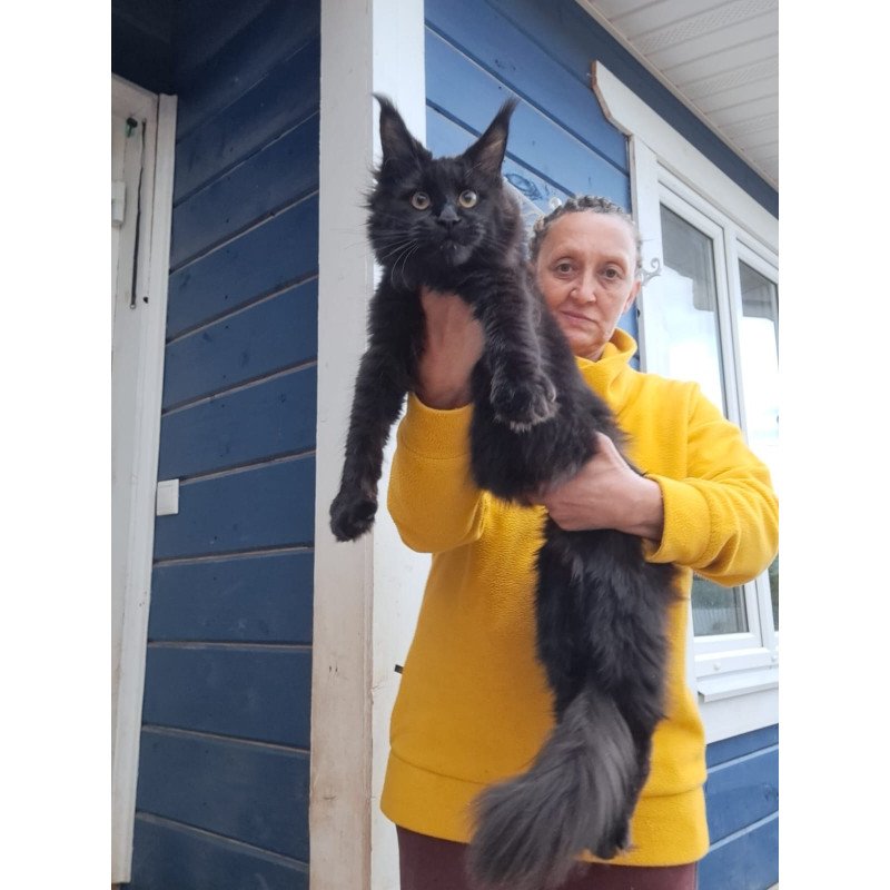 Maine Coon AP Chanel