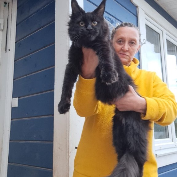 Maine Coon AP Chanel