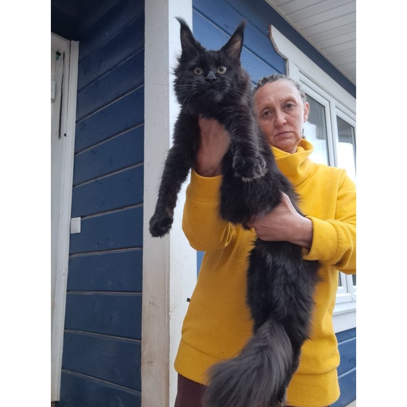 Maine Coon AP Chanel