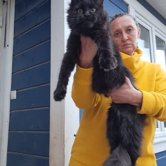 Maine Coon AP Chanel