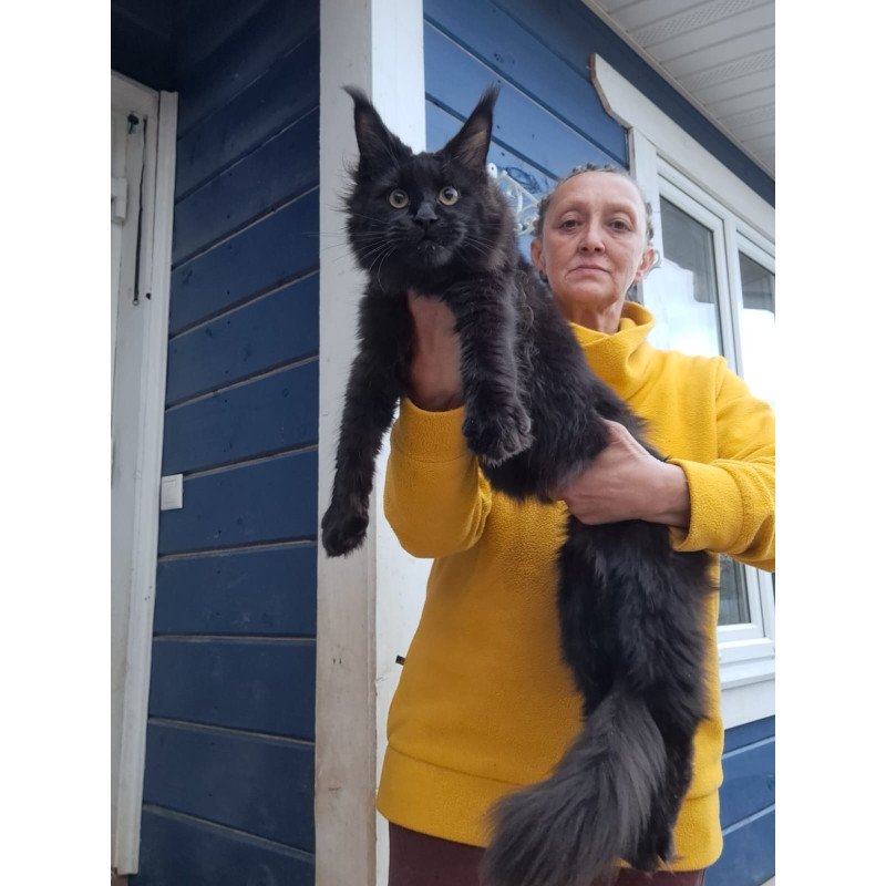 Maine Coon AP Chanel