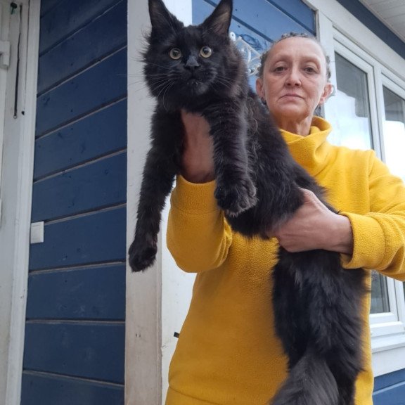 Maine Coon AP Chanel