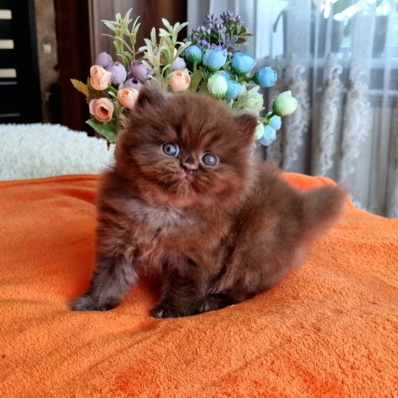 British AP Liana