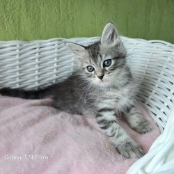 Siberian REZ Ripple