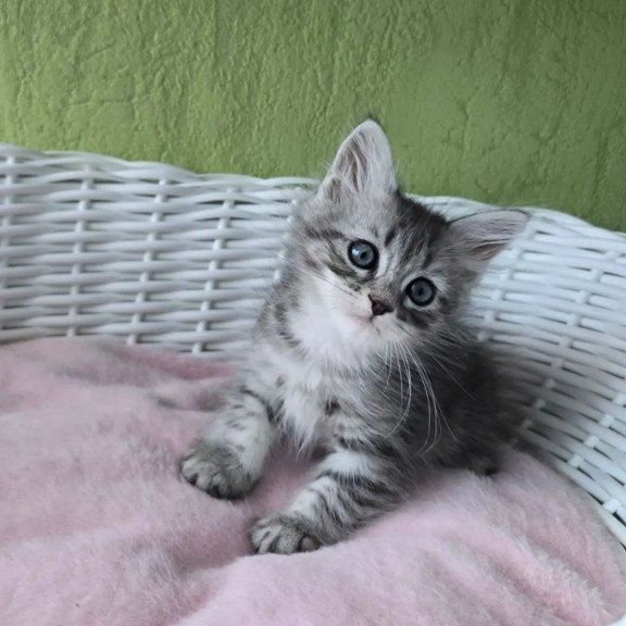 Siberian REZ Ripple