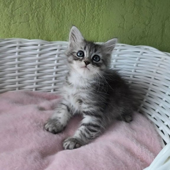 Siberian REZ Ripple