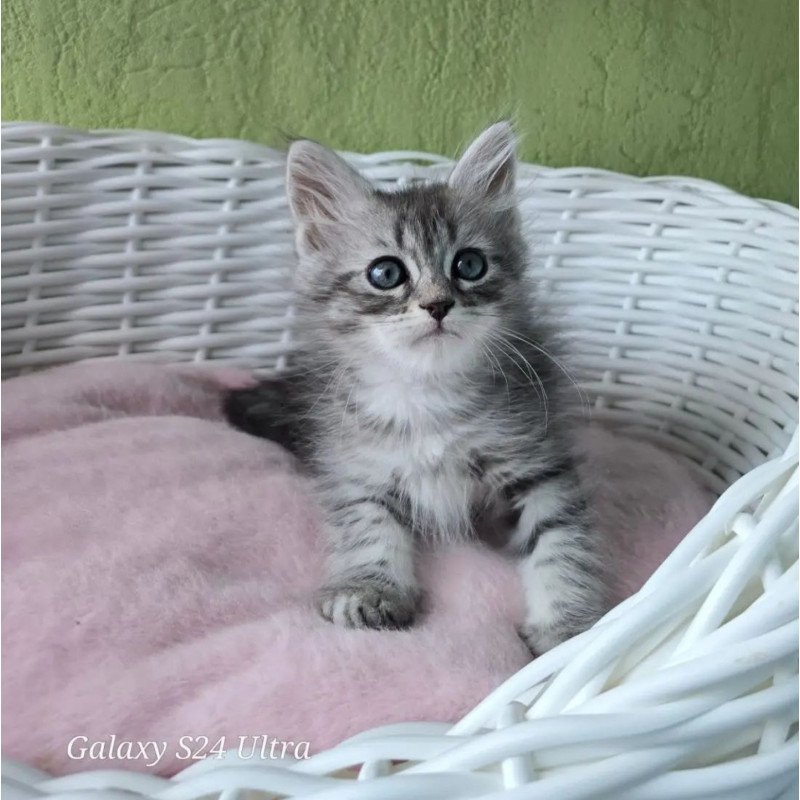 Siberian REZ Ripple