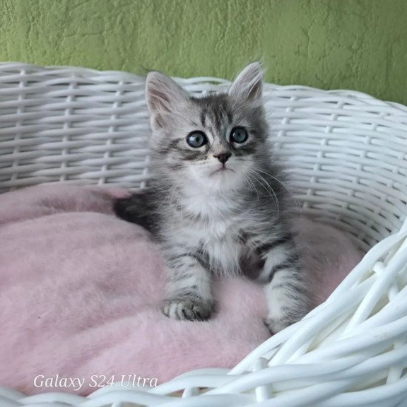 Siberian REZ Ripple