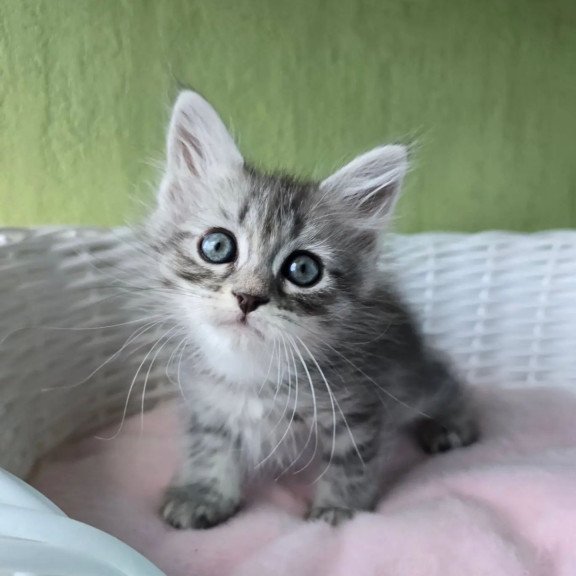 Siberian REZ Ripple