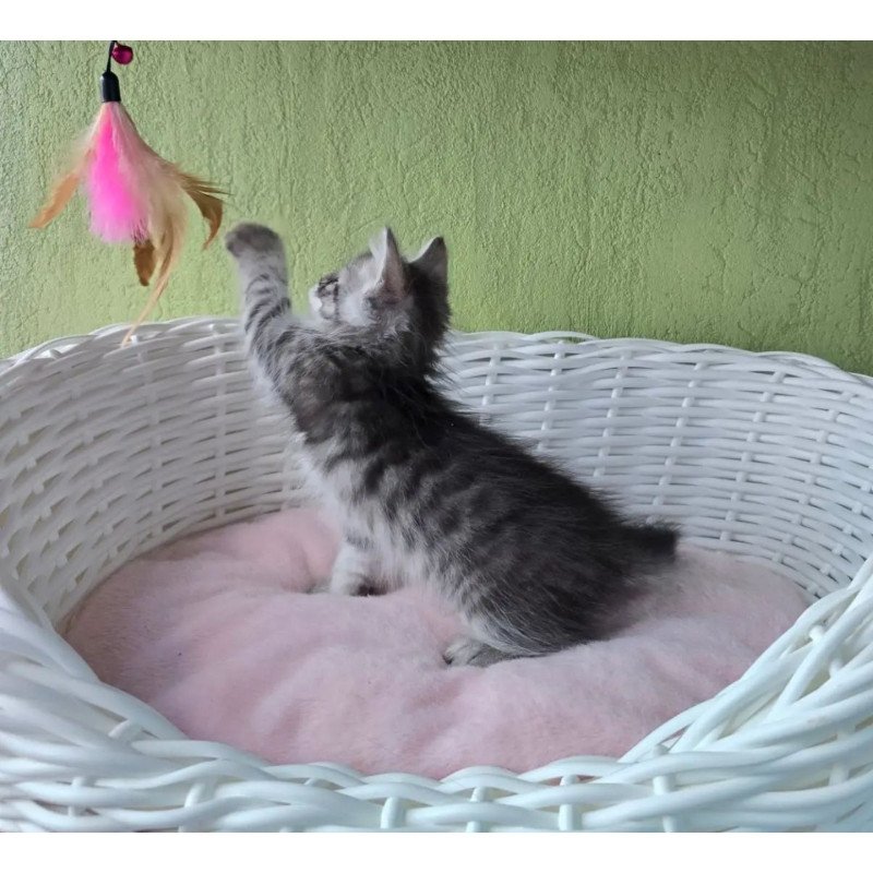 Siberian REZ Ripple