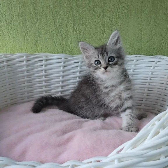 Siberian REZ Ripple