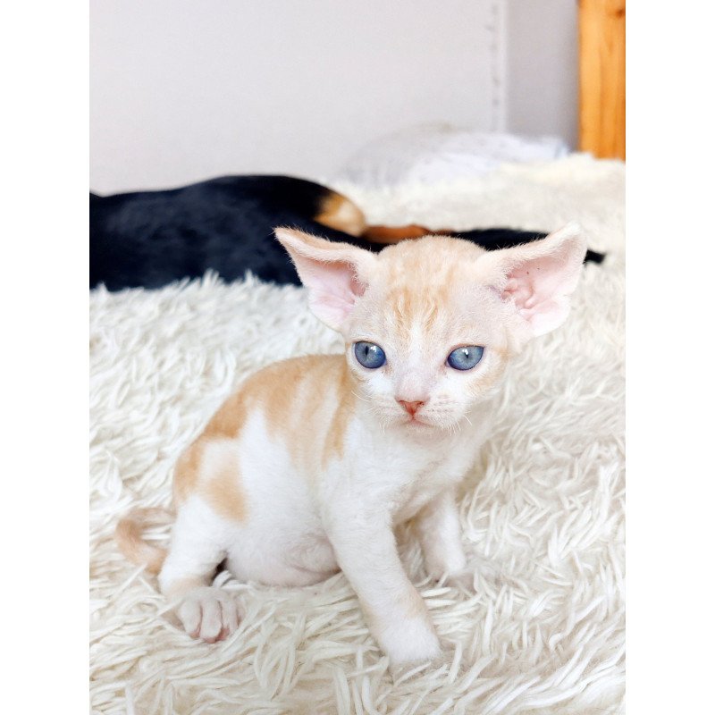 Devon Rex NOV Leon