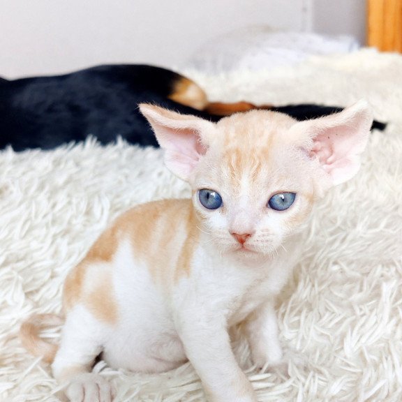 Devon Rex NOV Leon