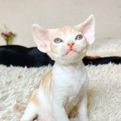 Devon Rex NOV Leon